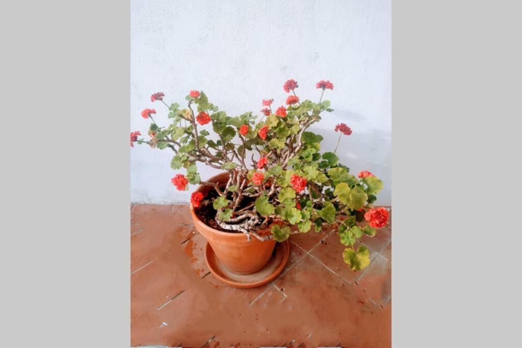 Apartamento Casa Da Zeca, Garagem Gratuita, Costa Nova Gafanha da Encarnacao Exterior foto